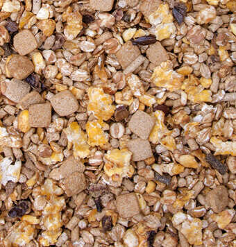 kachelnavi pferdefutter spezielle Anforderungen